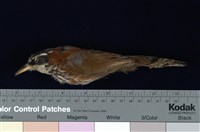 藏品(小彎嘴)的圖片